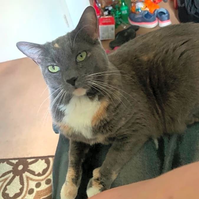 Photo of Harley