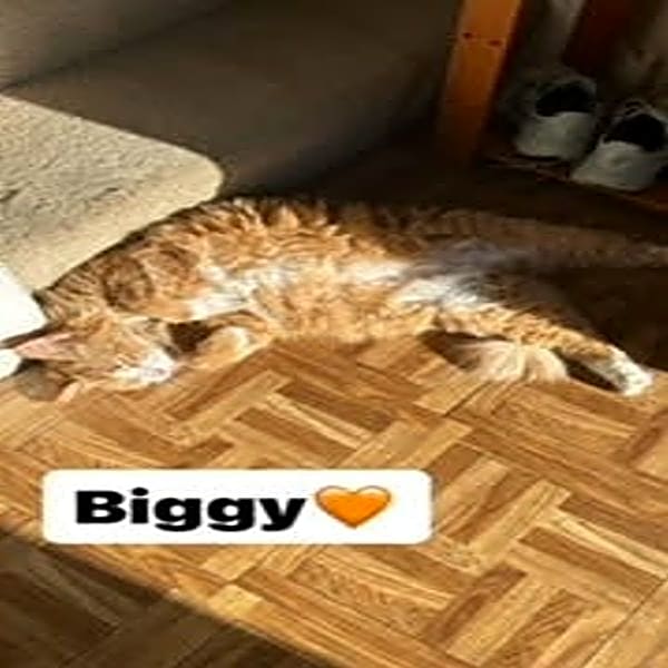 Photo of Biggy