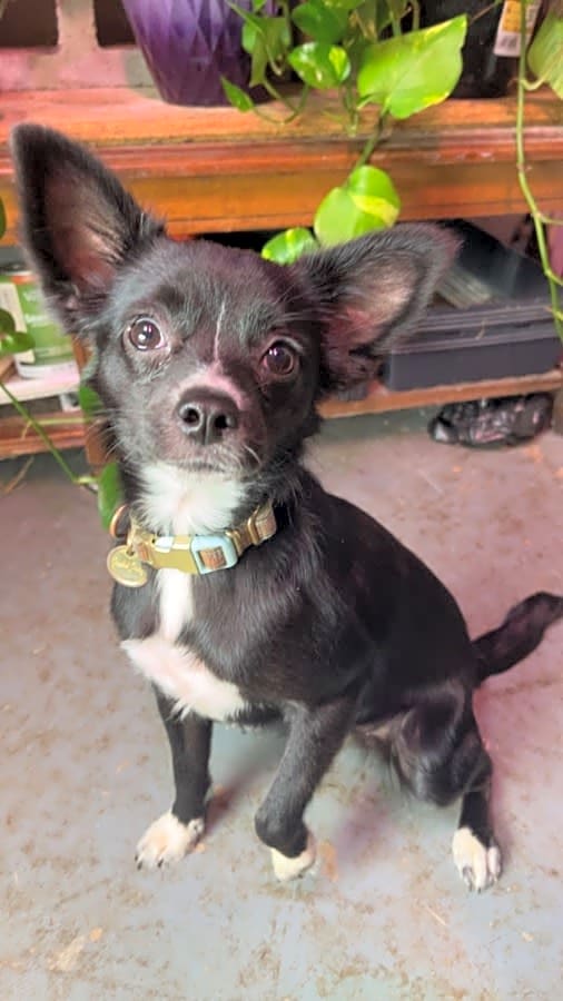 Photo of MoMo