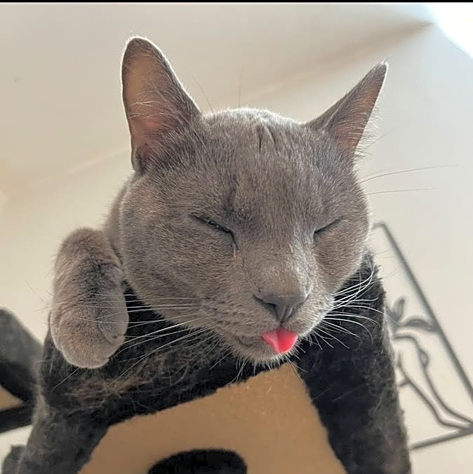 Photo of Meeko