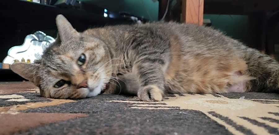 Photo of Mamas