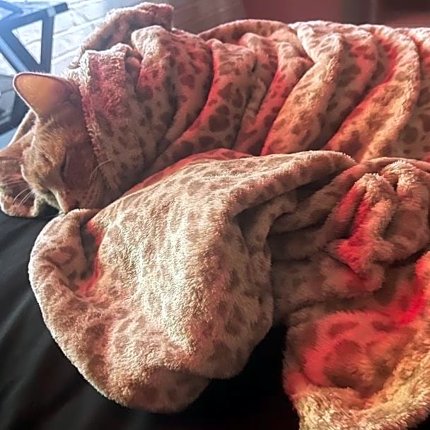 Photo of Tiger