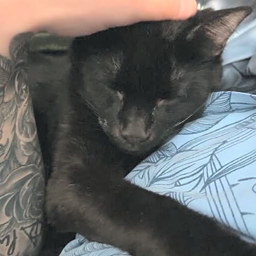 Photo of Onyx