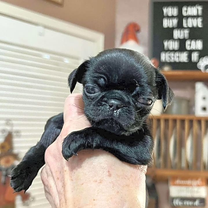 Photo of Penelope