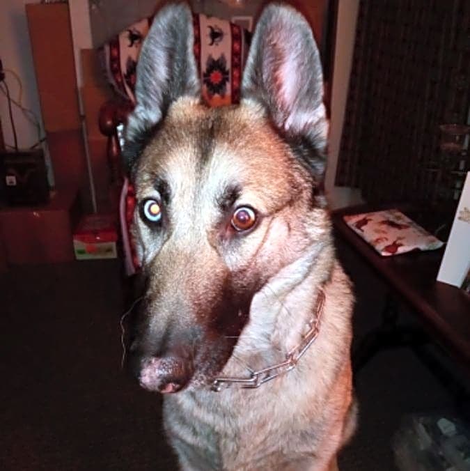Photo of LOKI GOULET