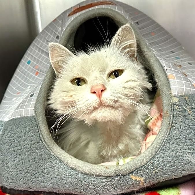 Photo of Ivory