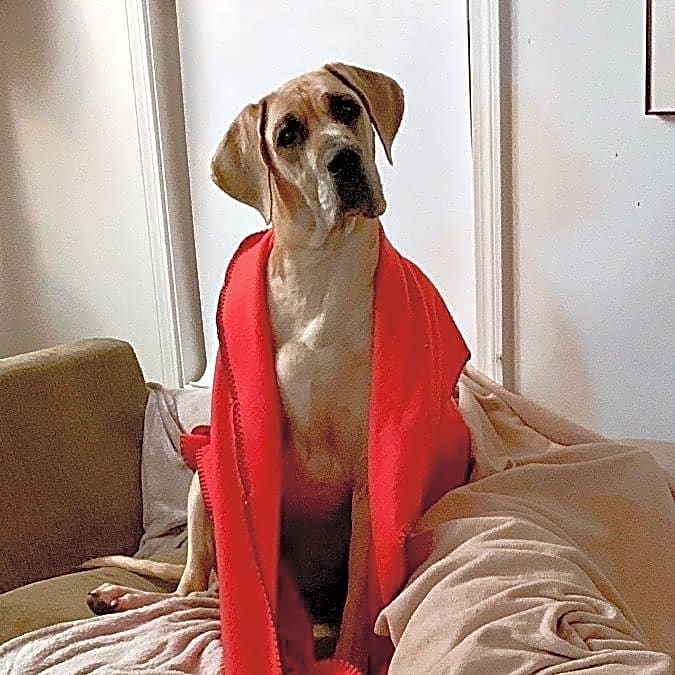 Photo of Gracie