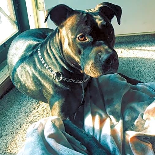 Photo of Midnight