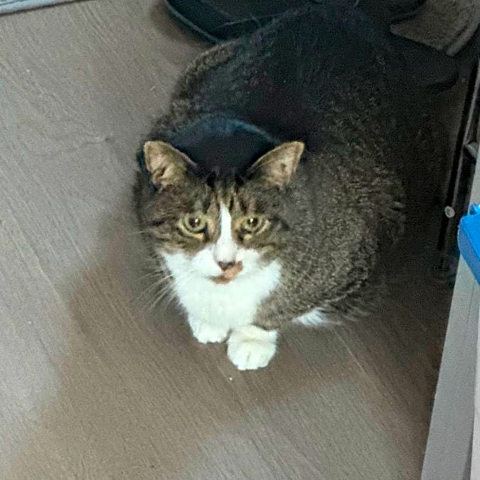 Photo of Luna