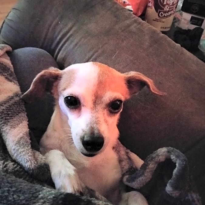 Photo of molly