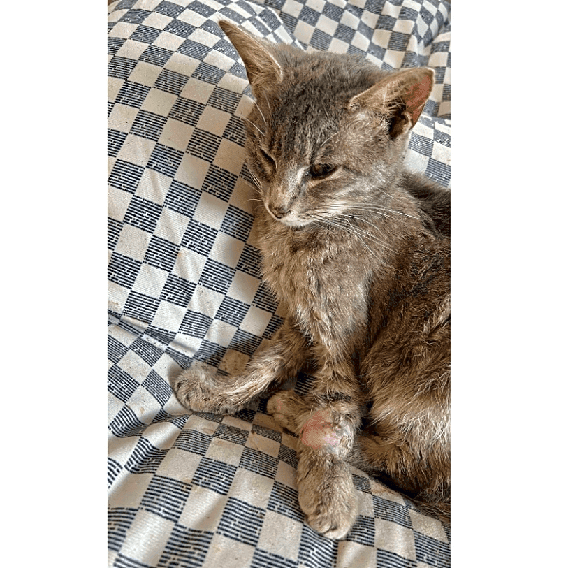 Photo of Lilac