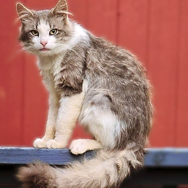 Photo of Oliver