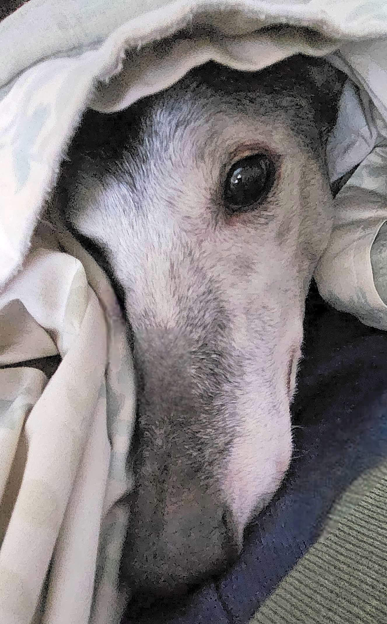 Photo of Taffy