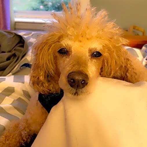 Photo of Rowdy