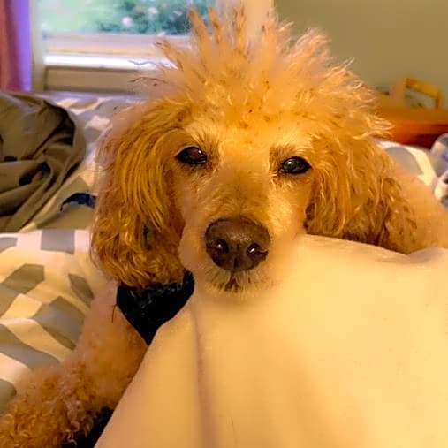 Photo of Rowdy