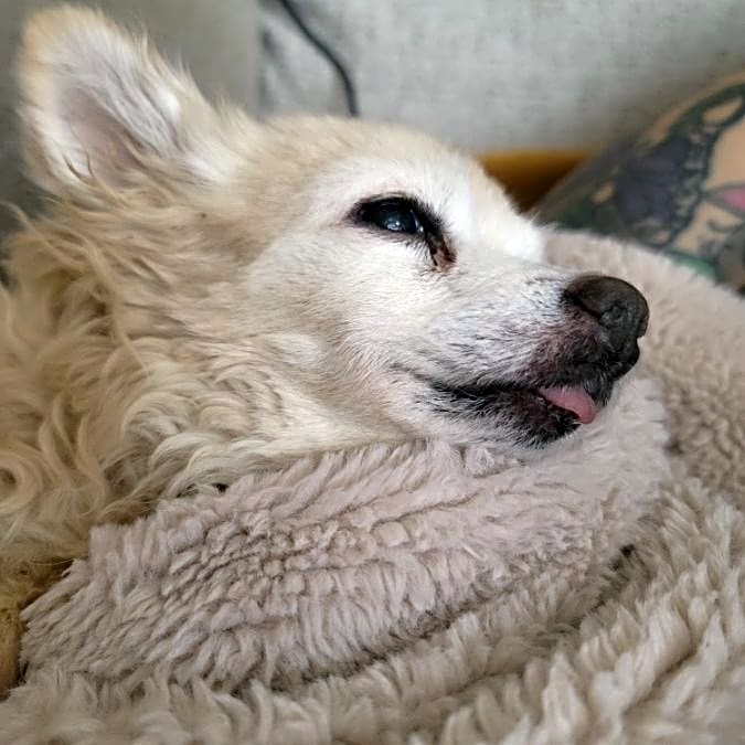 Photo of Cherry
