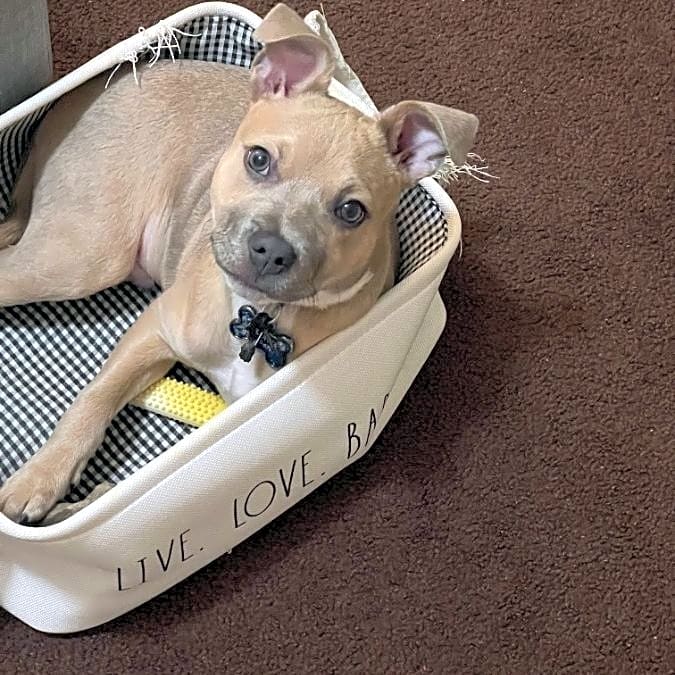 Photo of Simba