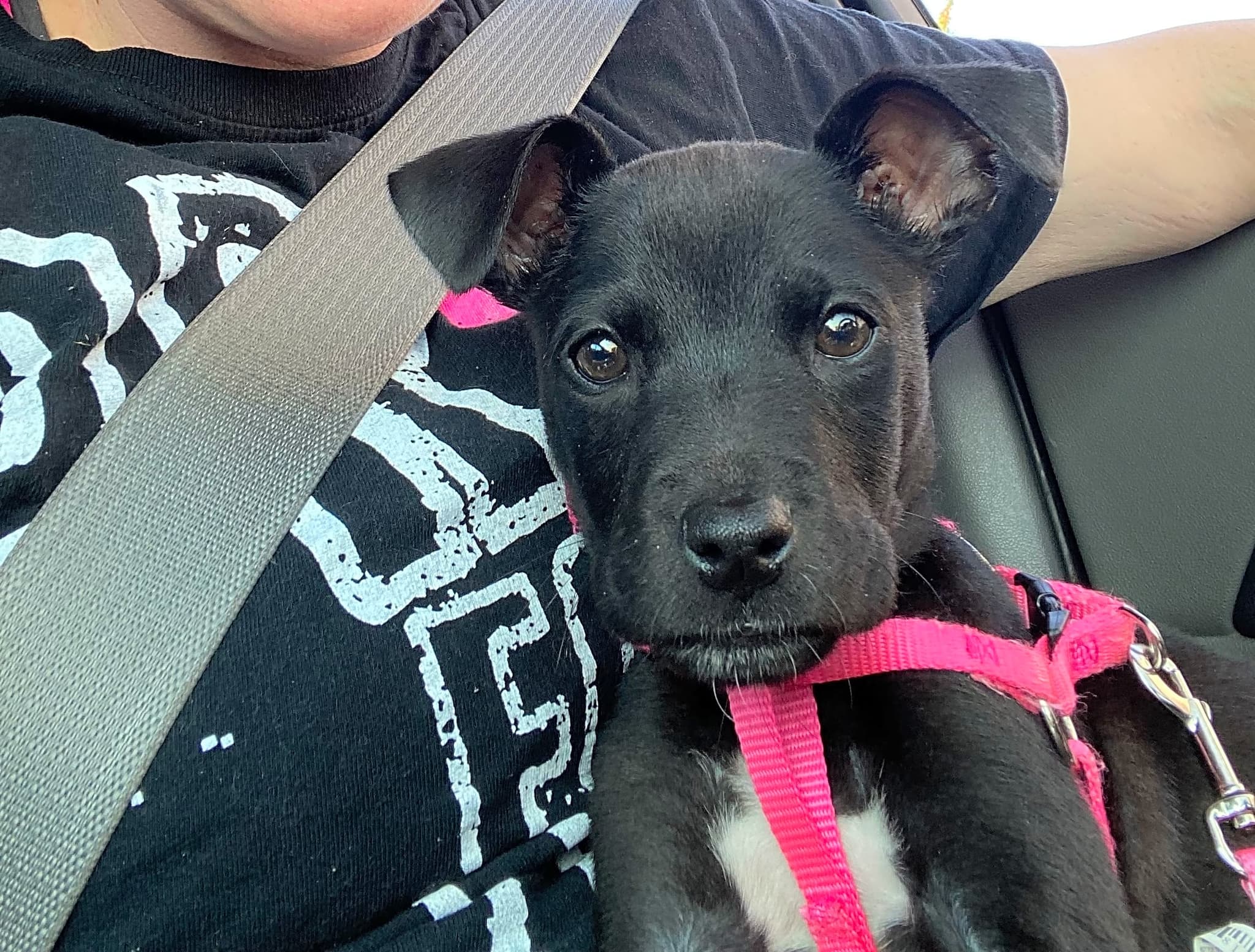 Photo of Onyx