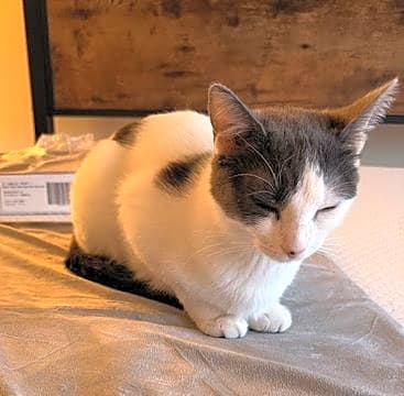 Photo of Kiki
