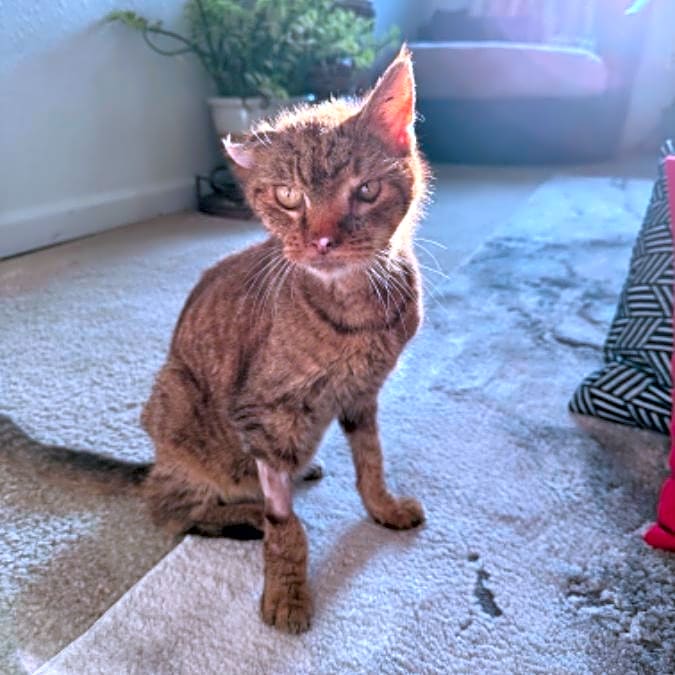 Photo of Willow