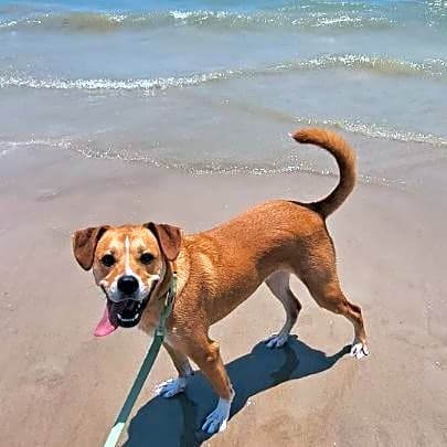 Photo of Honey