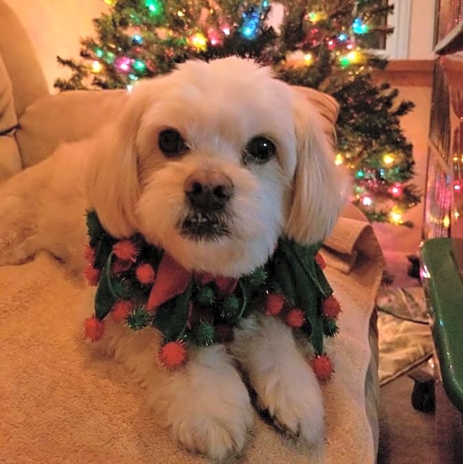 Photo of Cooper
