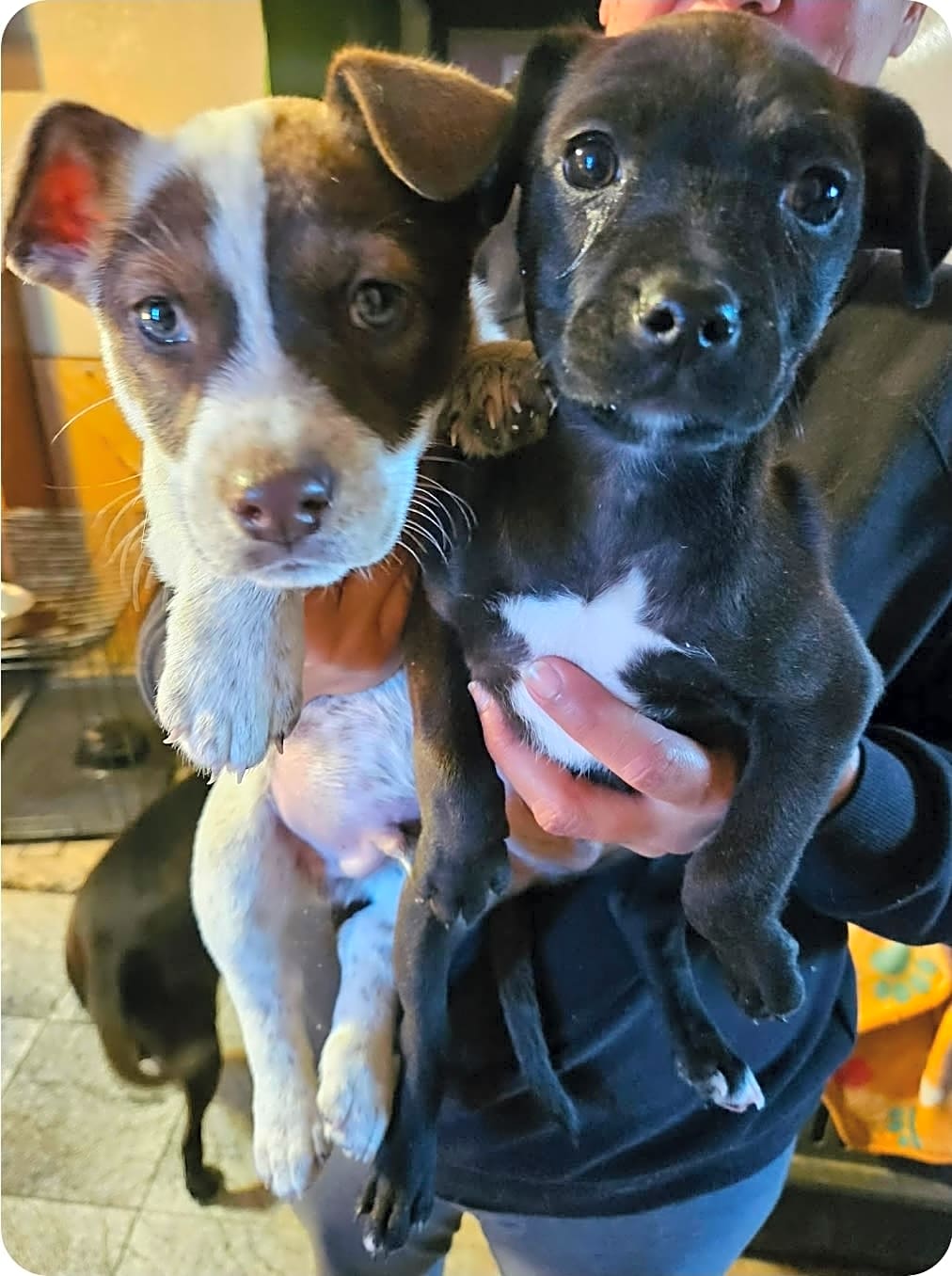 Photo of Cash & Moose