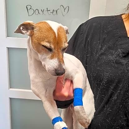 Photo of Baxter