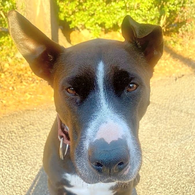 Photo of Zeke