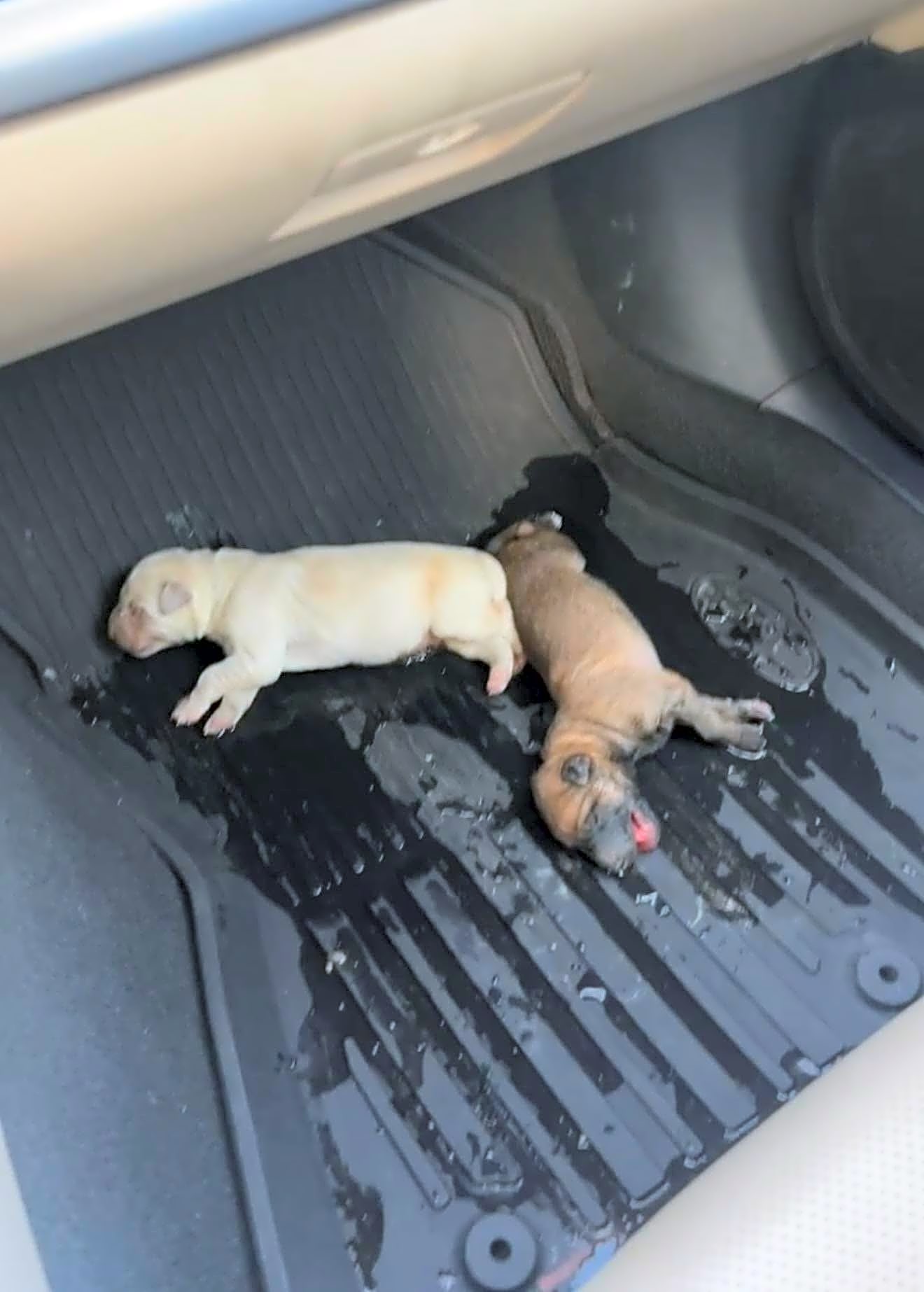Photo of Abandoned Puppies