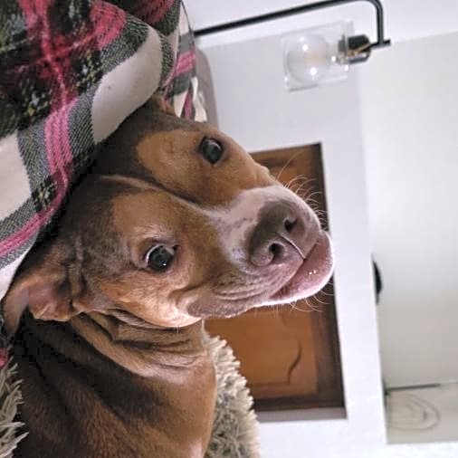 Photo of Penny