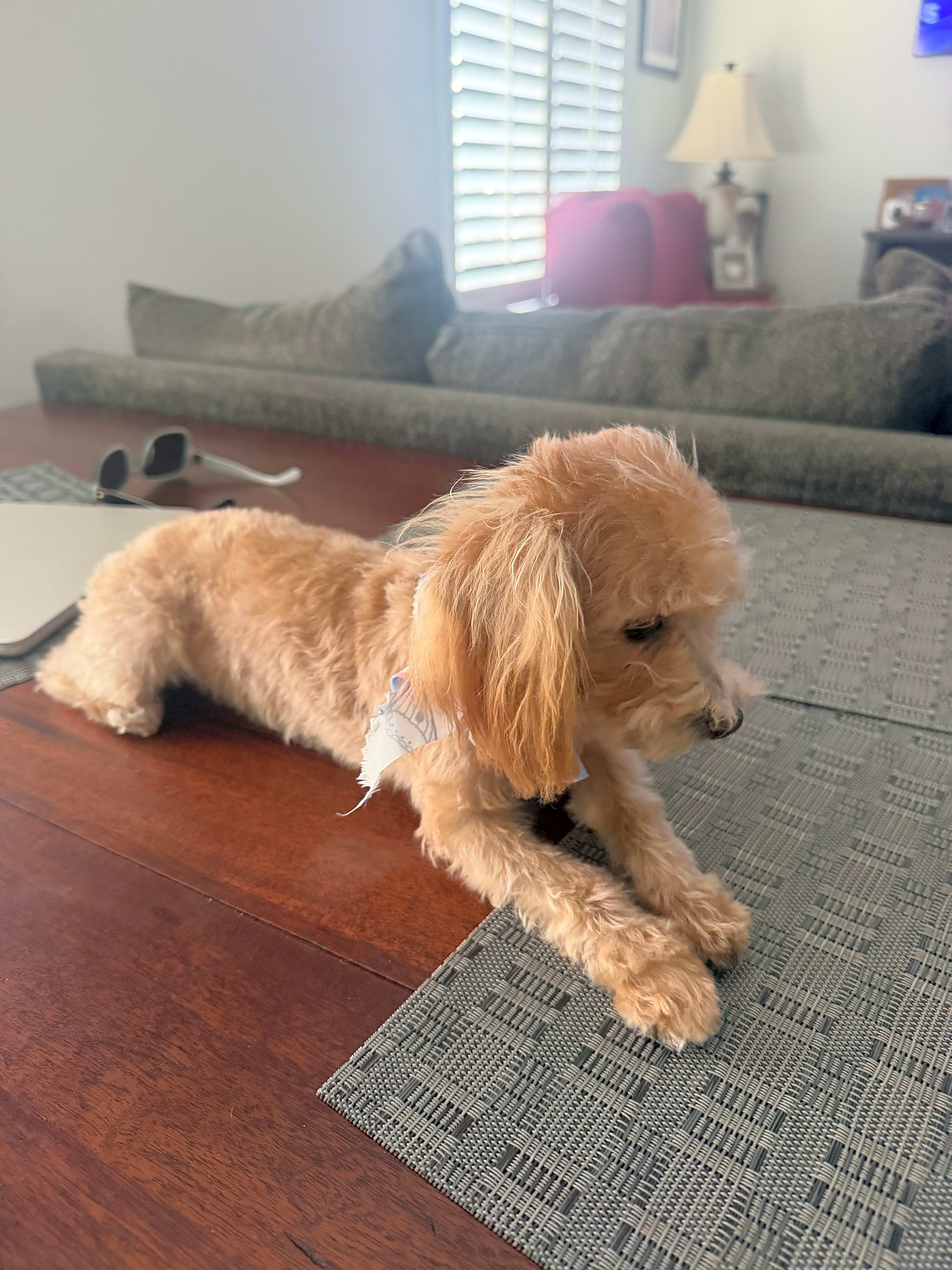 Photo of Daisy