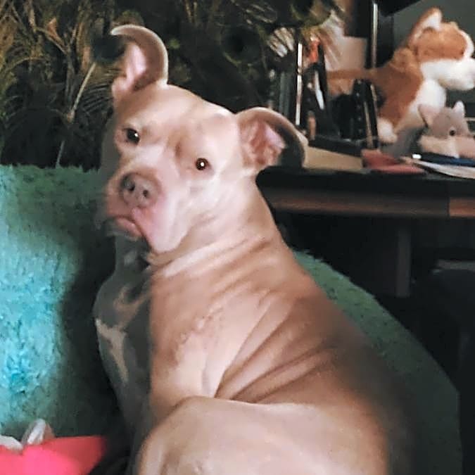 Photo of Harley