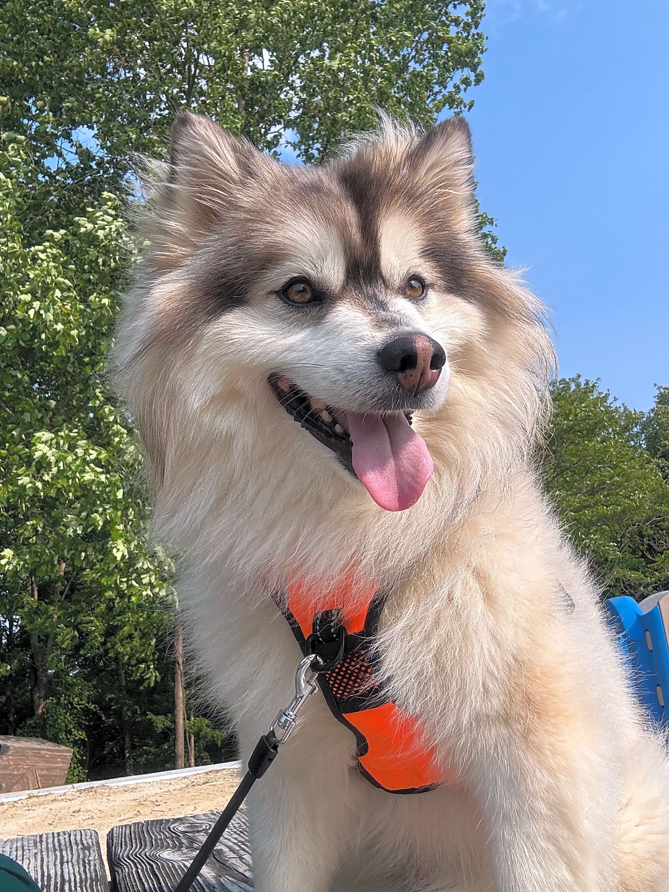 Photo of Milo