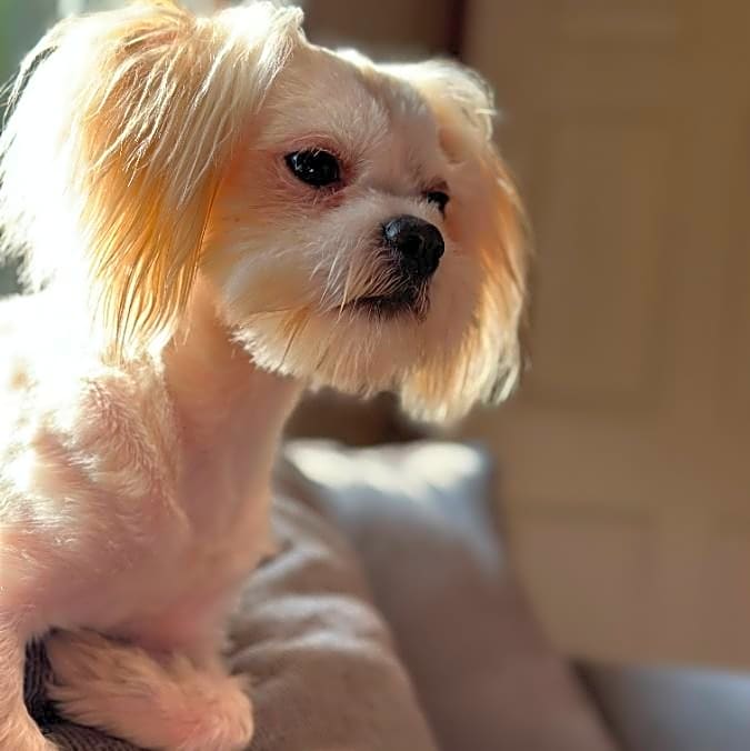 Photo of Loki