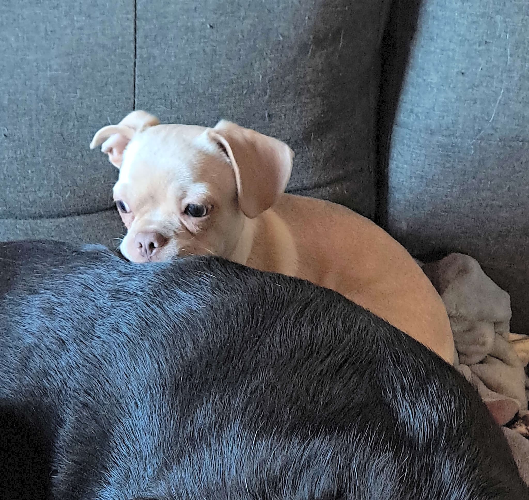 Photo of Tater