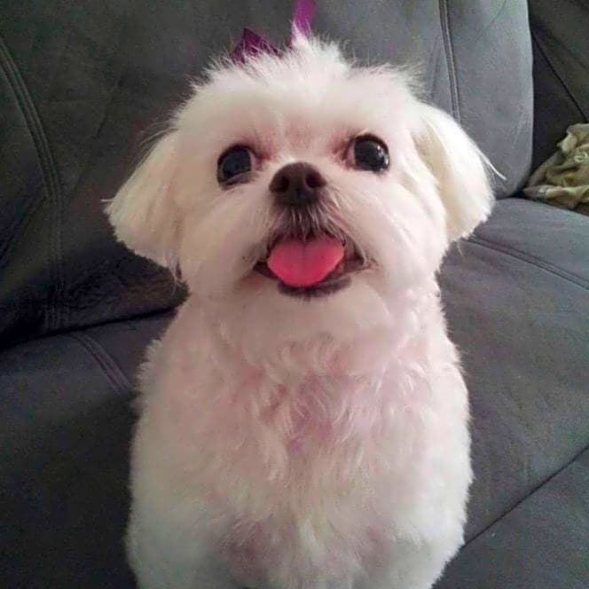 Photo of Leia
