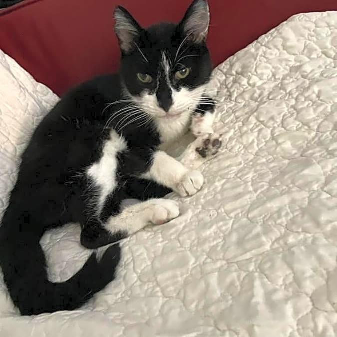 Photo of Mr Whiskers