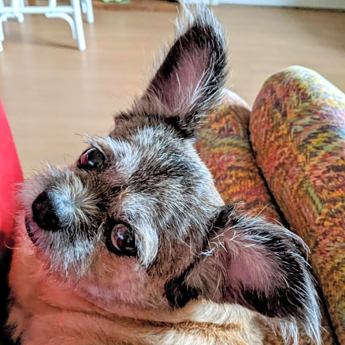 Photo of Louie