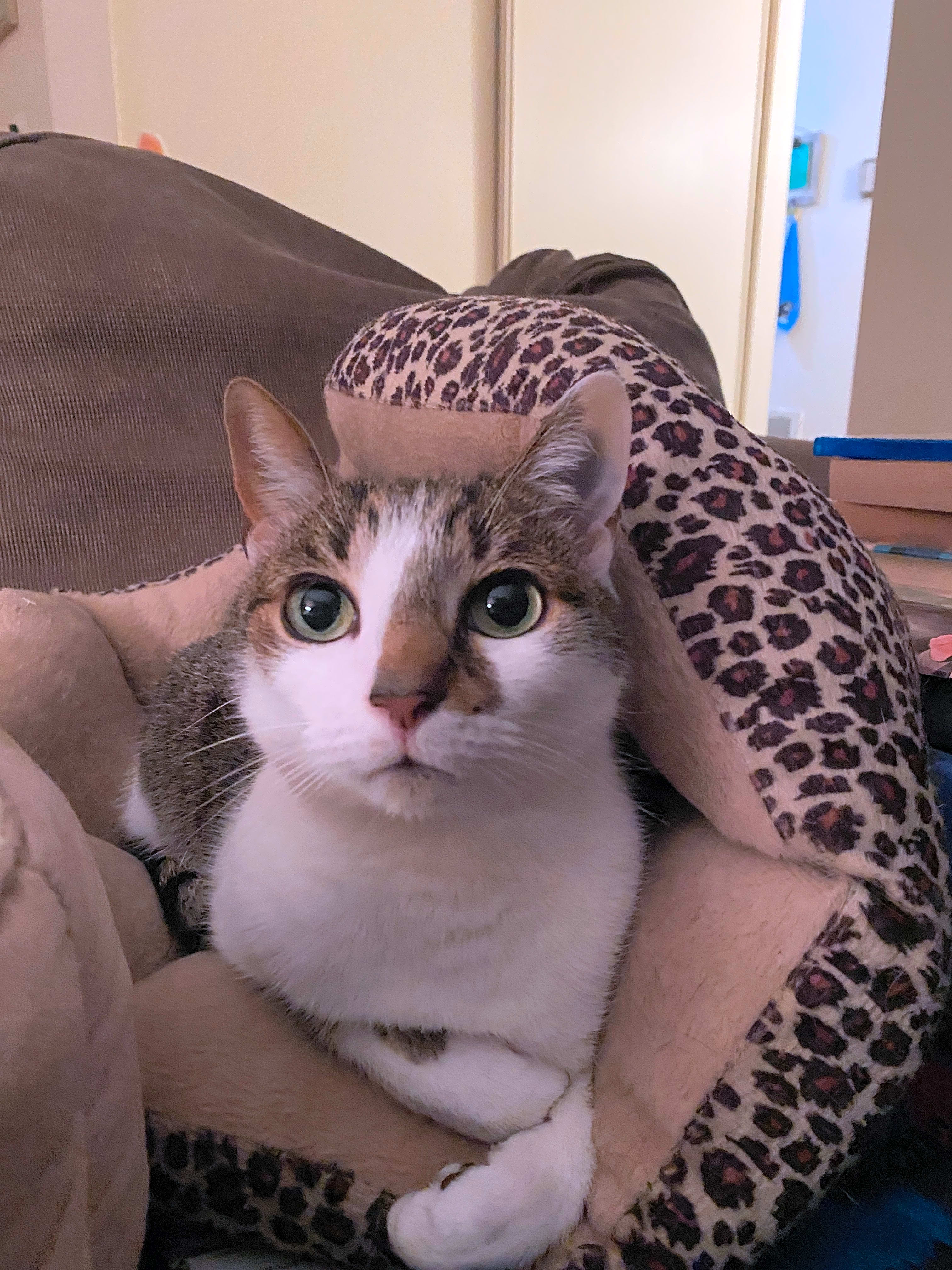Photo of Oscar