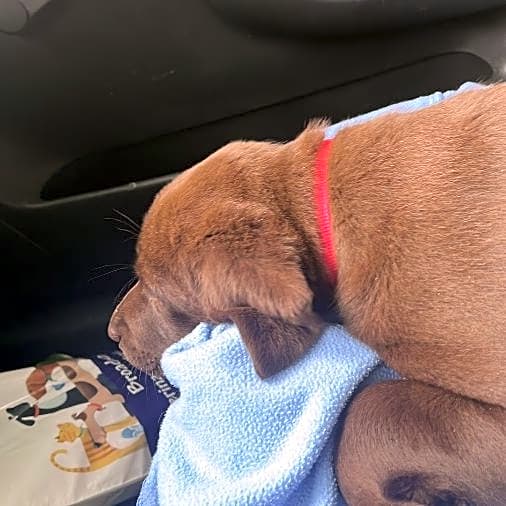 Photo of Daisy