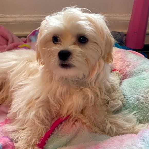 Photo of Nugget