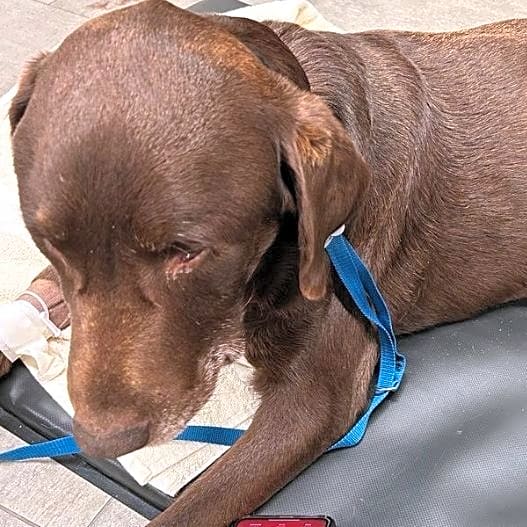Photo of Tobi