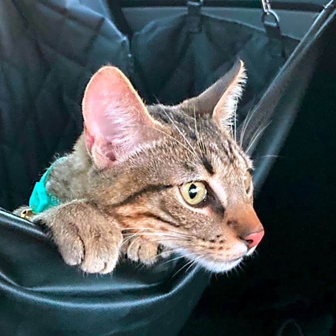 Photo of Michelangelo