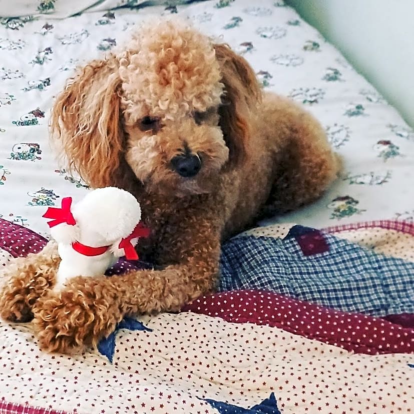 Photo of Coco