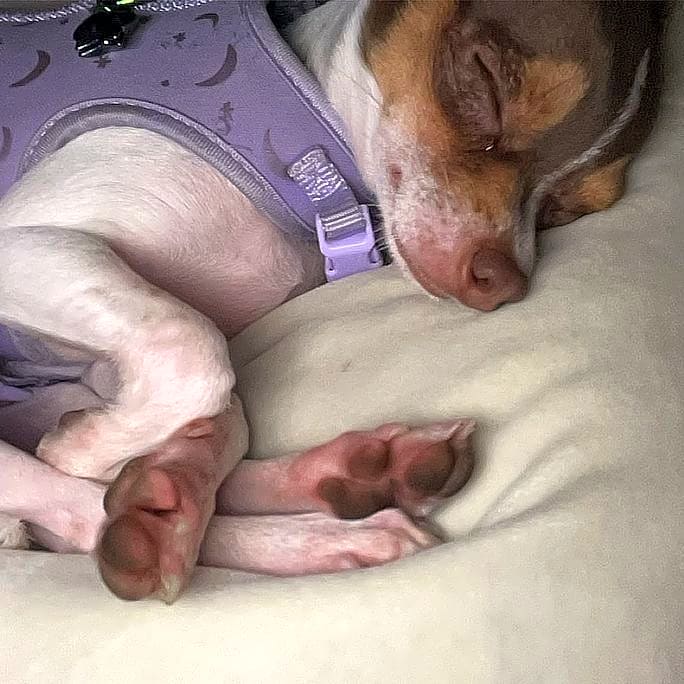 Photo of Coco
