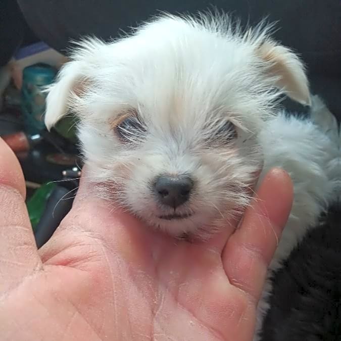 Photo of Baby Mooceephus