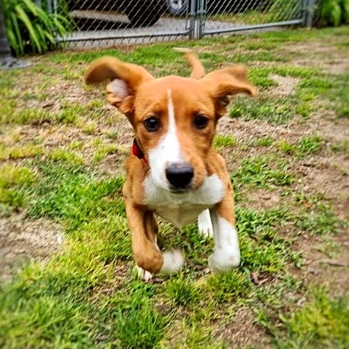 Photo of Penny