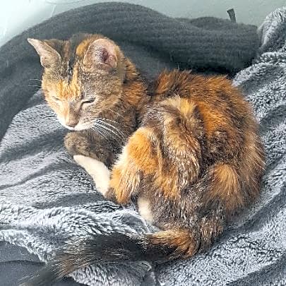Photo of Autumn