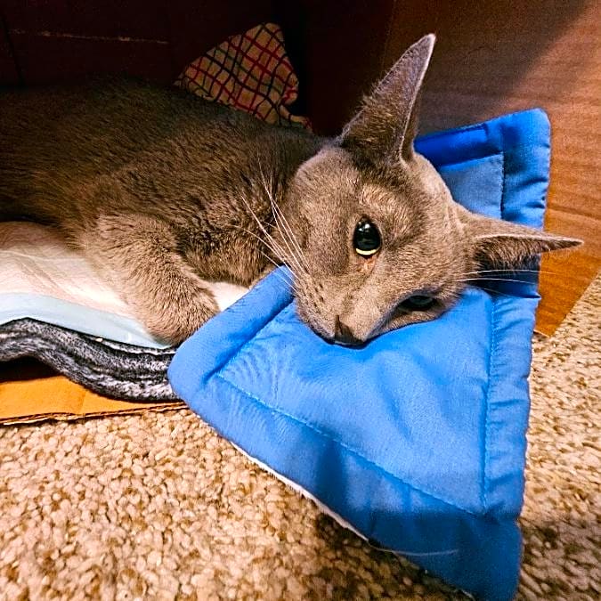 Photo of Berloiz "Bean" Natto